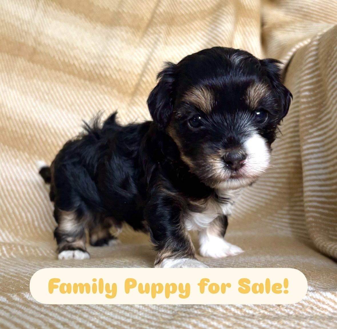 Cavapoo/Maltipoo Puppy For Sale
