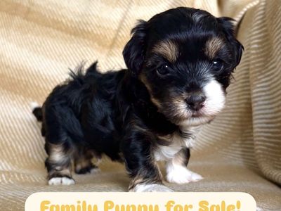 Cavapoo/Maltipoo Puppy For Sale