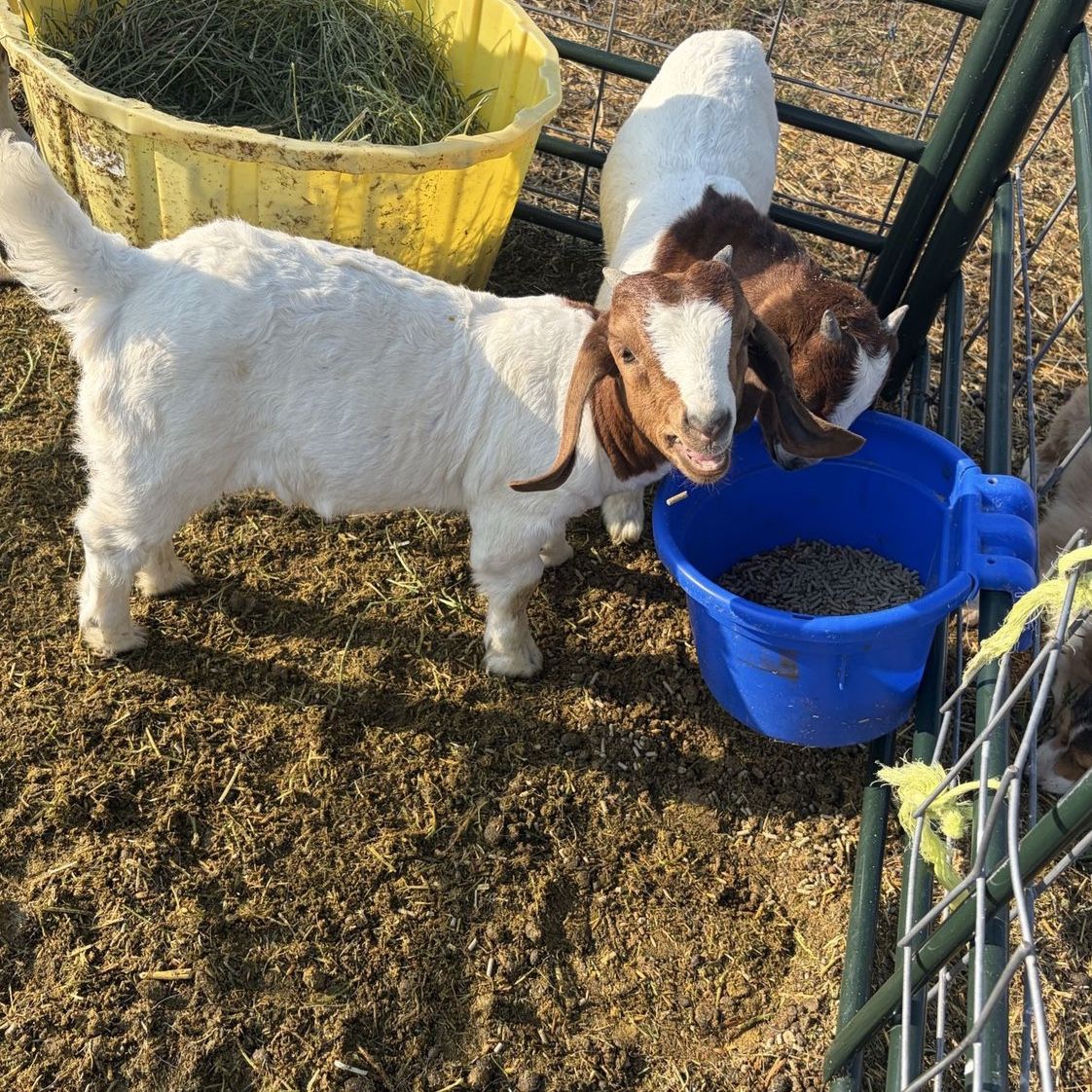 Boer Goat Wethers 