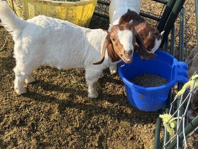 Boer Goat Wethers