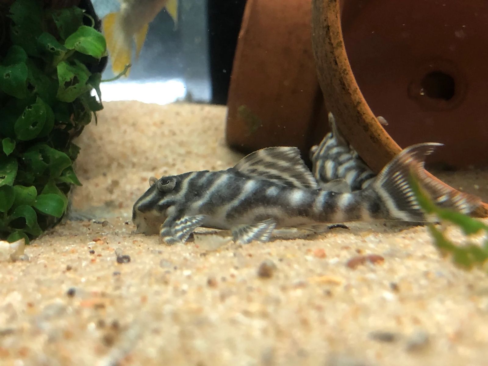 L333 plecos