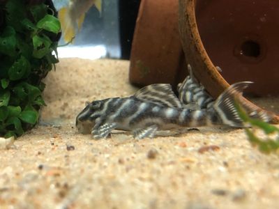 L333 plecos