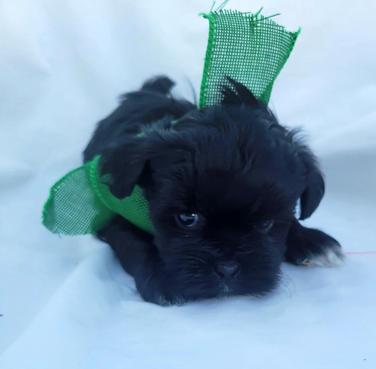 Shih Tzu–Poodle Puppies Ready for Their New Homes!