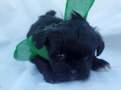 Shih Tzu–Poodle Puppies Ready for Their New Homes!