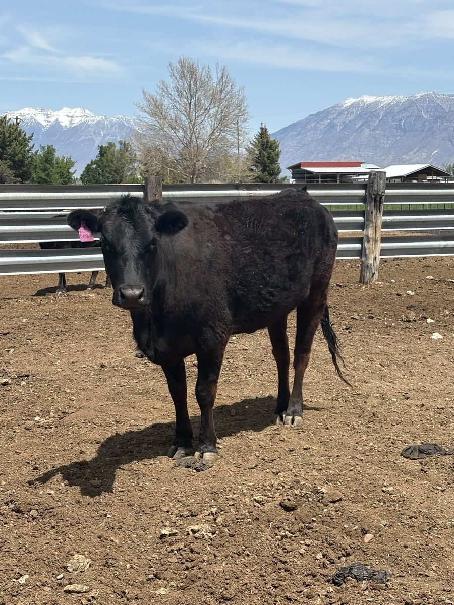 Corriente/Angus Cow