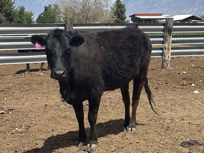 Corriente/Angus Cow