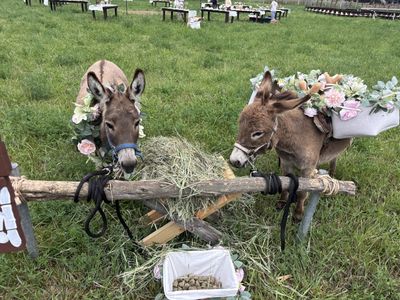 Mini Donkeys