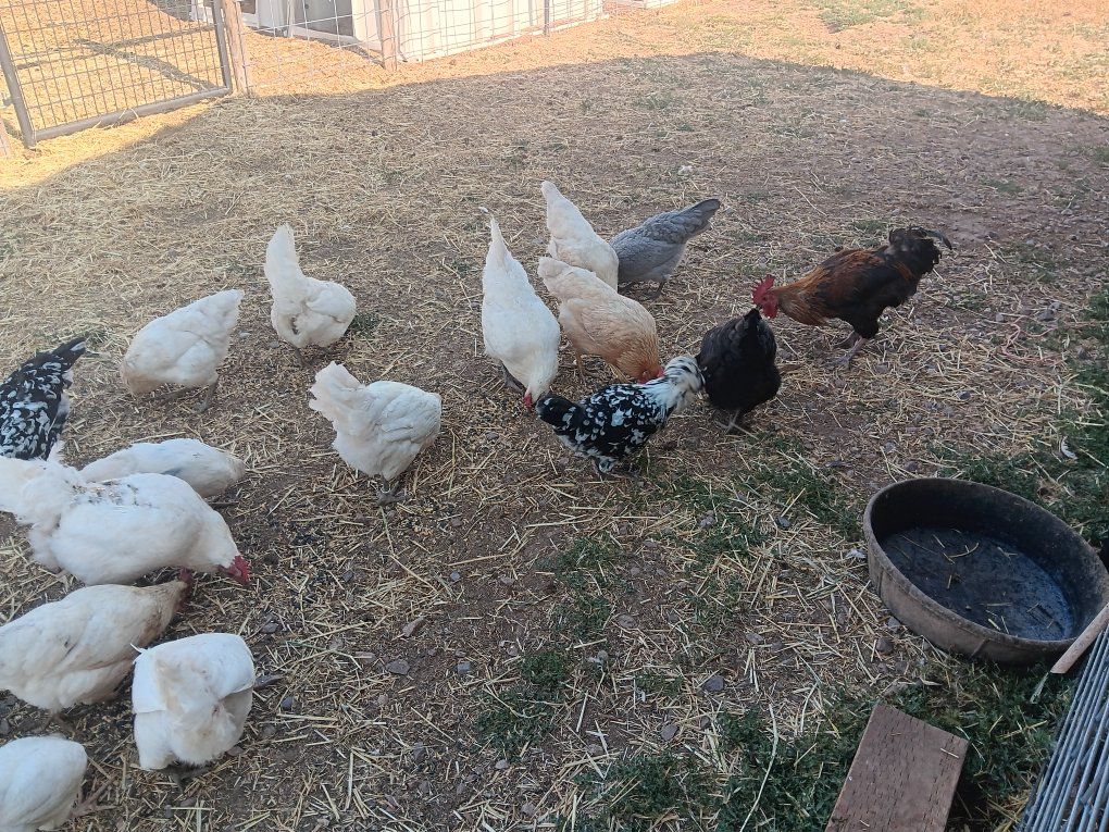 Laying Hens