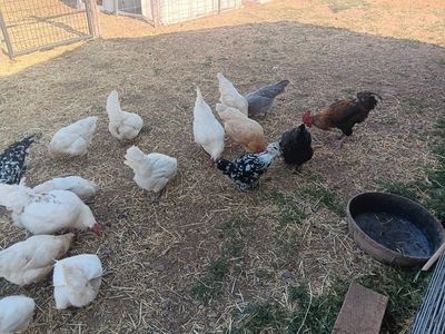 Laying Hens