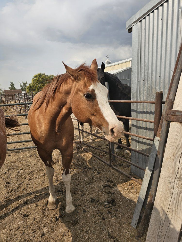 Broodmare Quarter horse