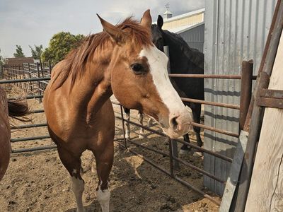 Broodmare Quarter horse