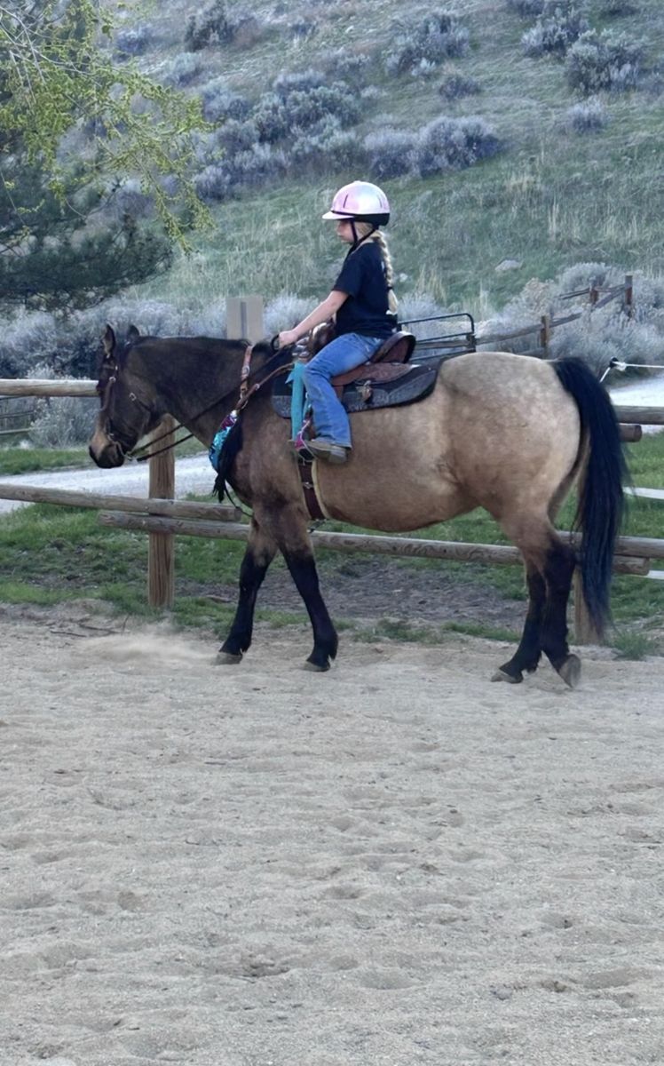 Kids horse - read entire ad !!