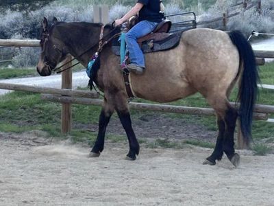 Kids horse - read entire ad !!