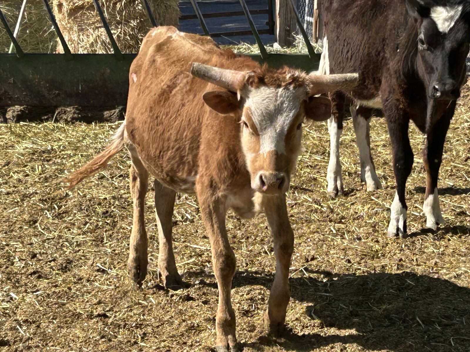 longhorn steer