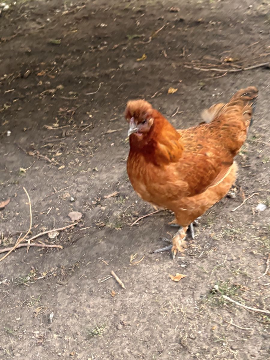 Hens for sale