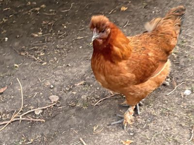 Hens for sale