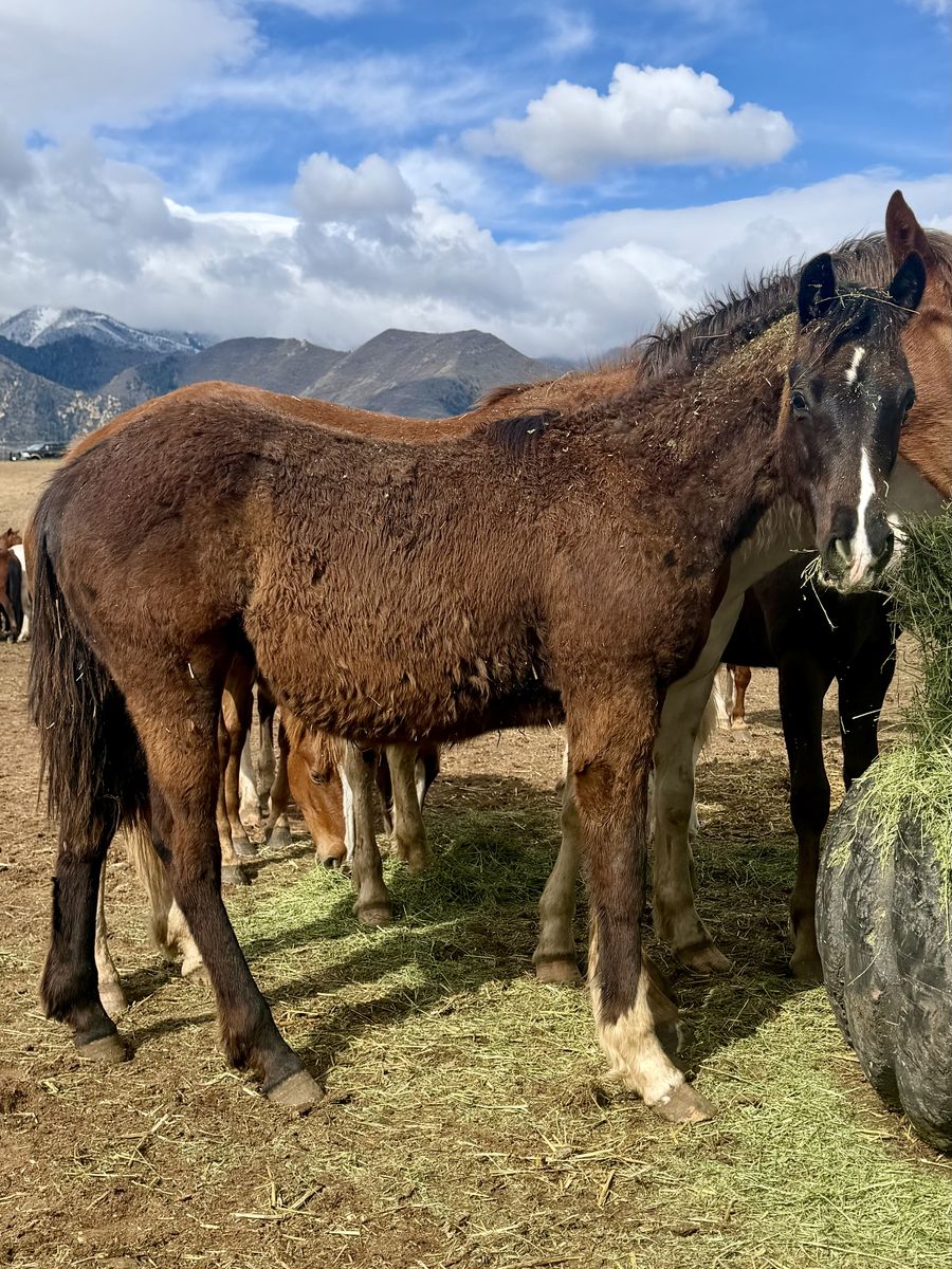 1/4 Draft Black Colt - Unique Markings!