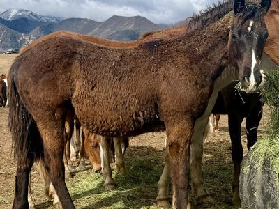 1/4 Draft Black Colt - Unique Markings!