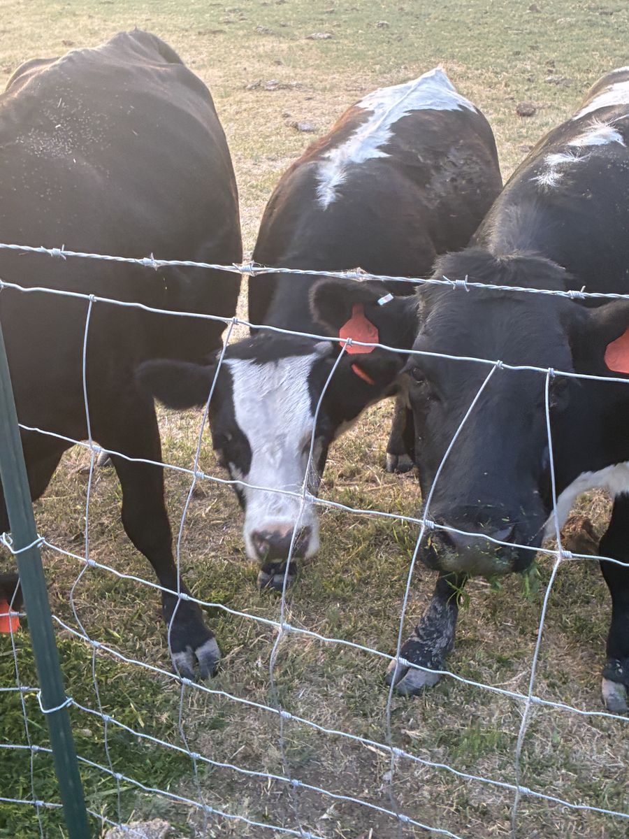 Two 18 month old beef Heifers. Both are covered
