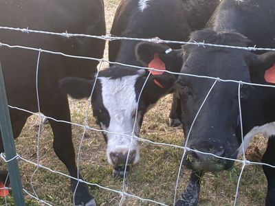 Two 18 month old beef Heifers. Both are covered