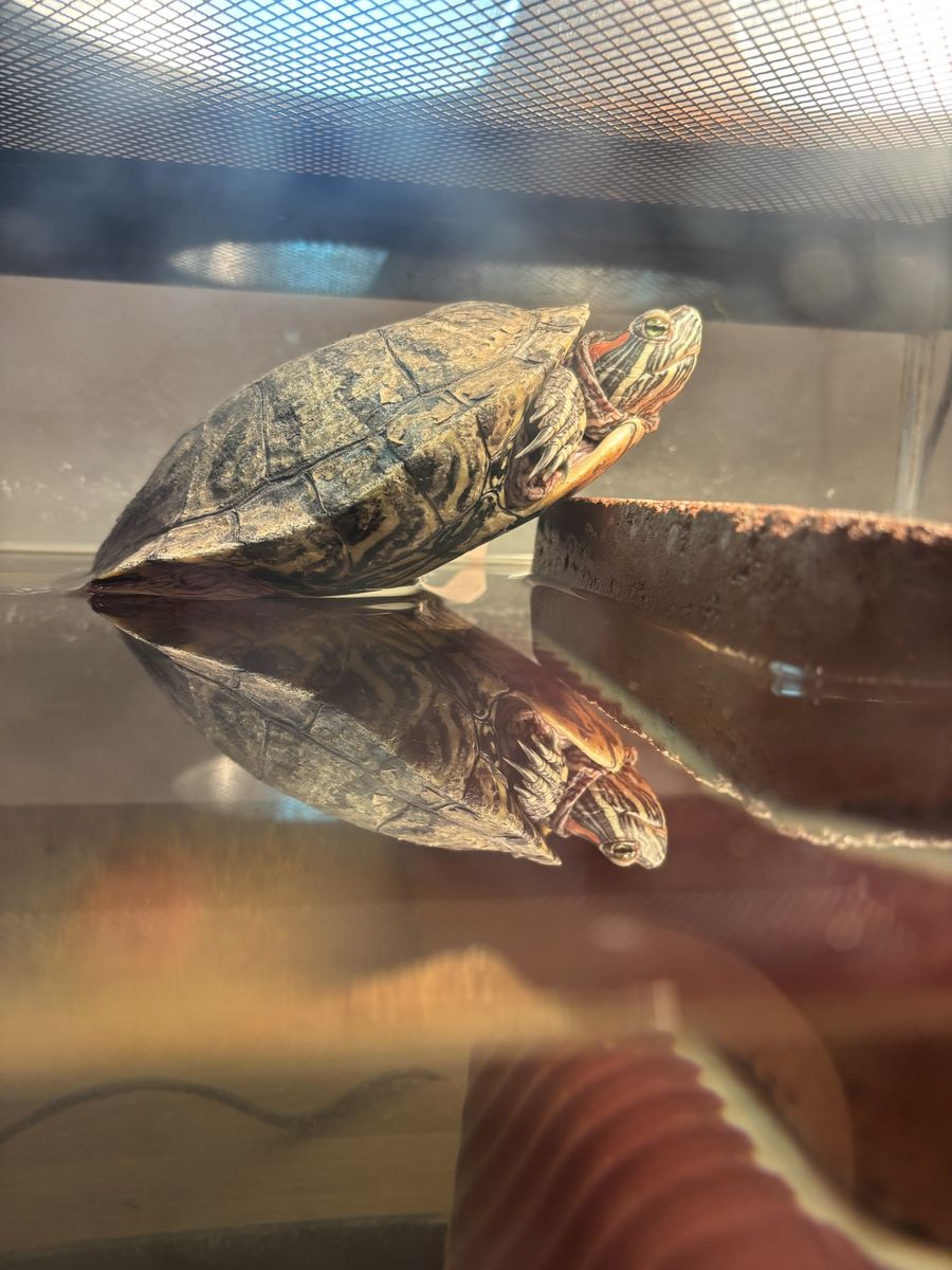 Turtle+tank and supplies