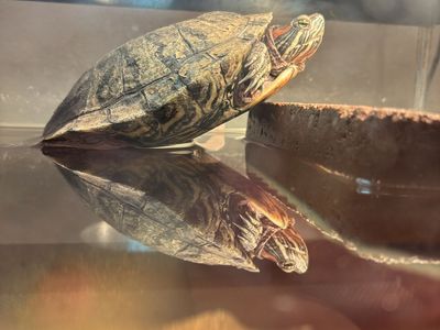 Turtle+tank and supplies