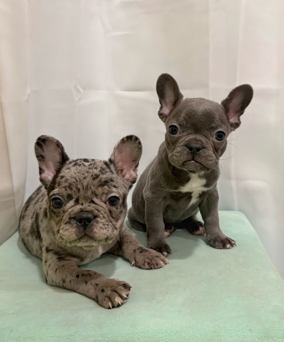 AKC French Bulldog Puppies