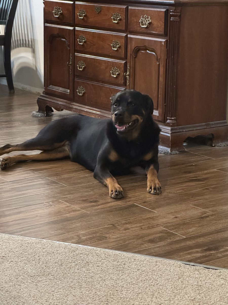 Rottweiler - Black & Tan, Friendly