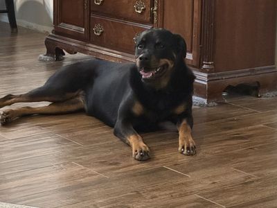 Rottweiler - Black & Tan, Friendly