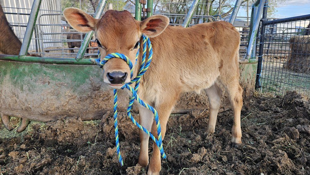 Cute jersey heifer calf