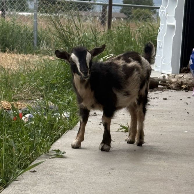 Nigerian Dwarf Doeling