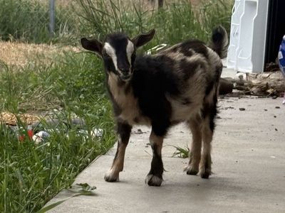 Nigerian Dwarf Doeling