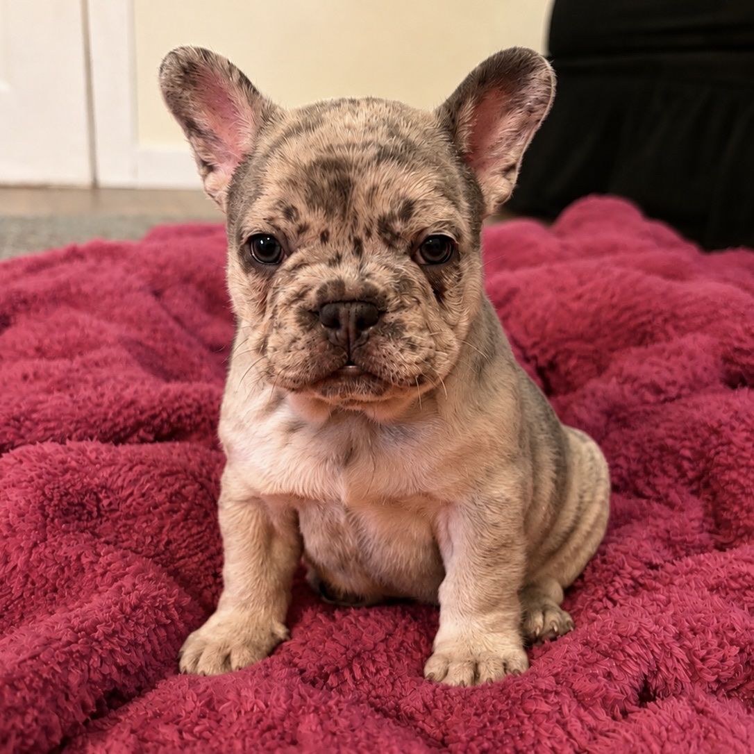 AKC French Bulldog Puppies