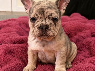 AKC French Bulldog Puppies