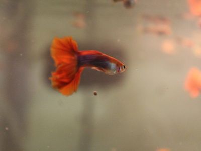 Guppy