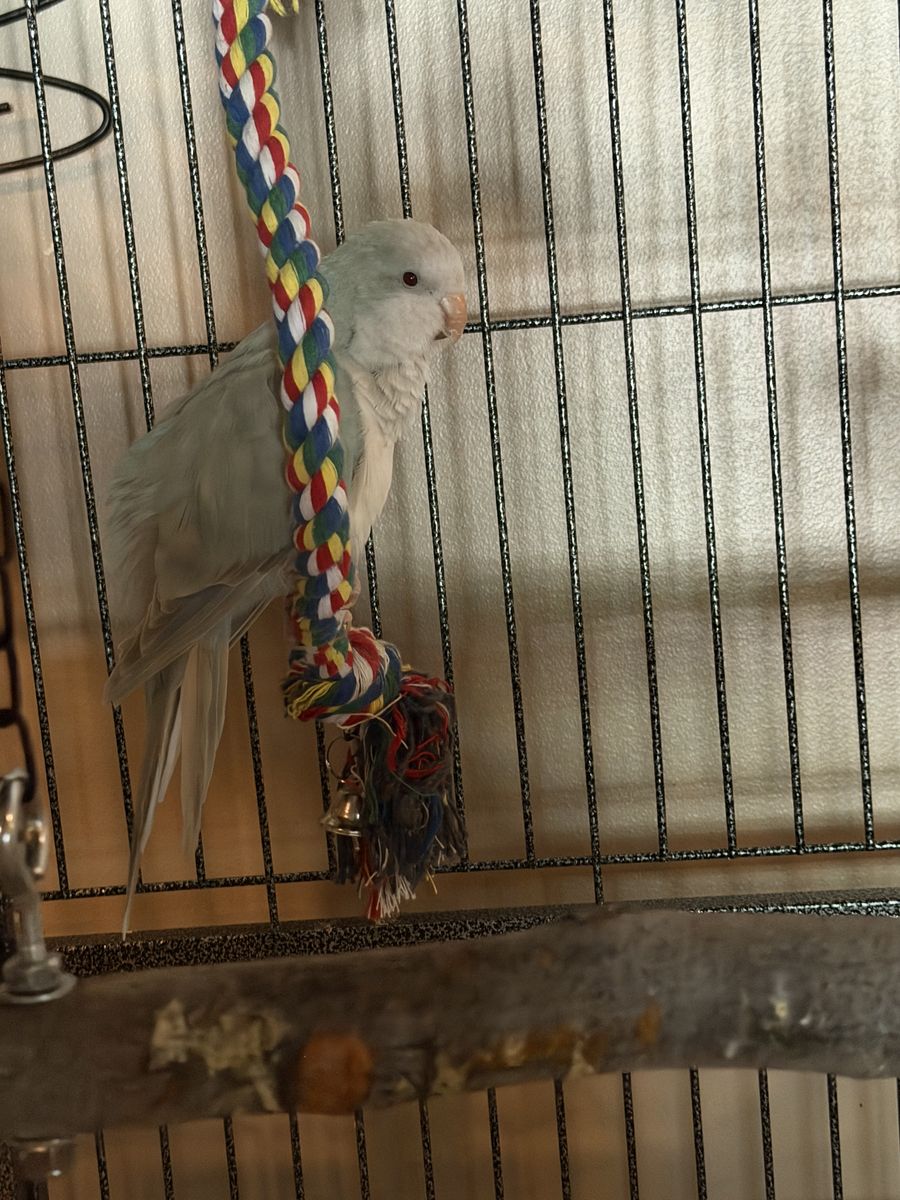 2 bonded blue Quaker parrots 
