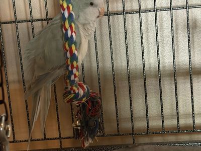 2 bonded blue Quaker parrots
