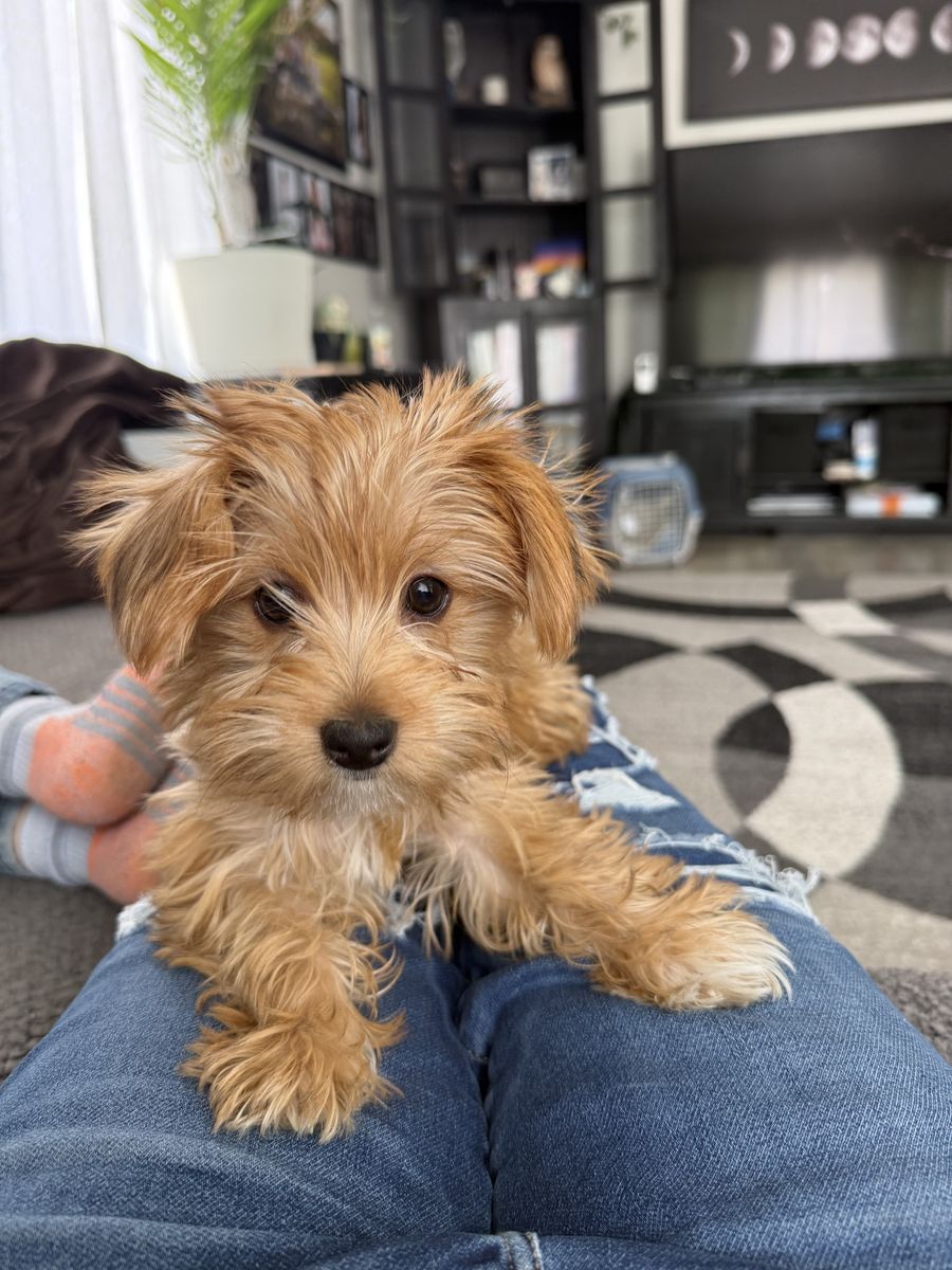 Akc female Yorkie puppies