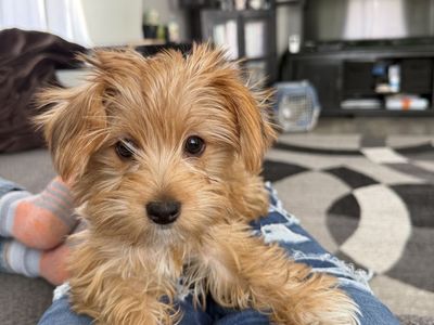 Akc female Yorkie puppies