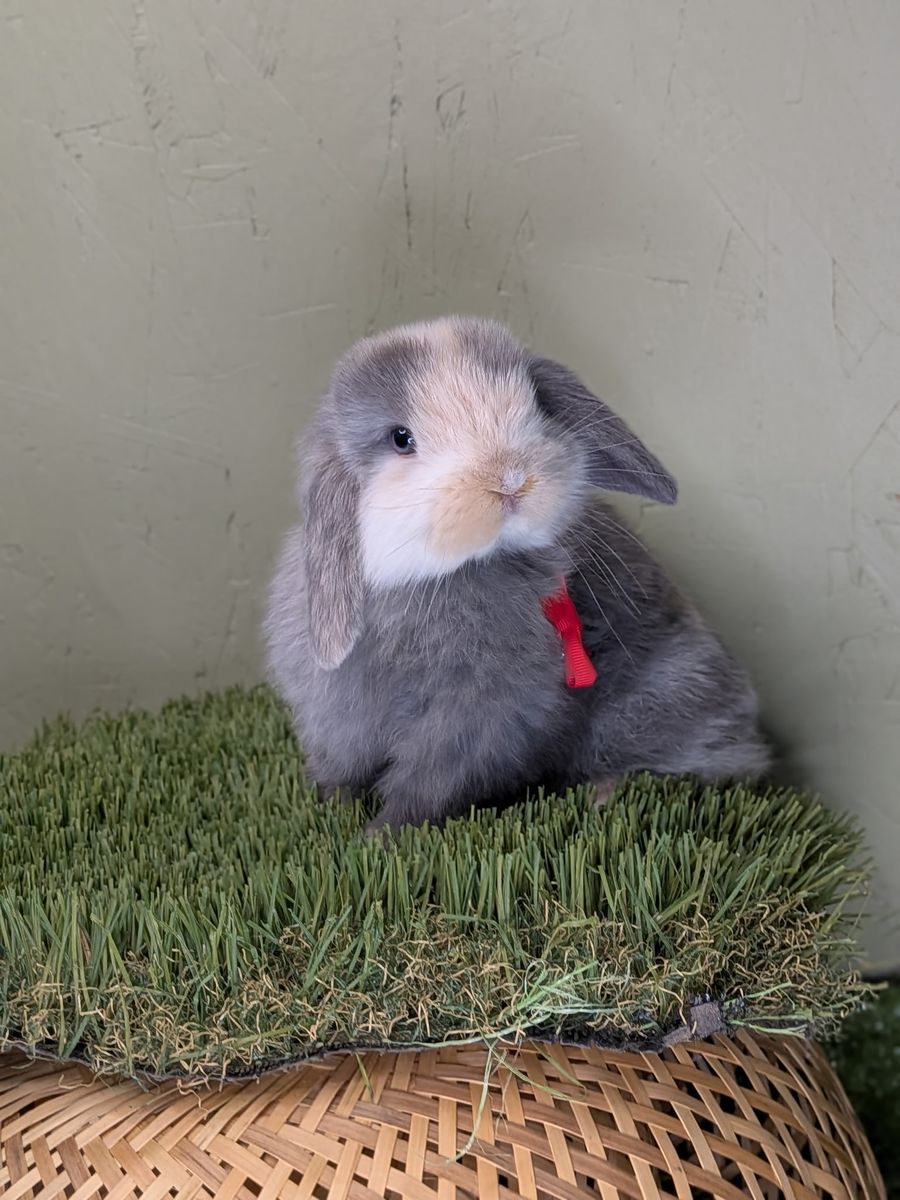Sweetest BLUE EYED Holland Lop Buck!