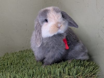 Sweetest BLUE EYED Holland Lop Buck!