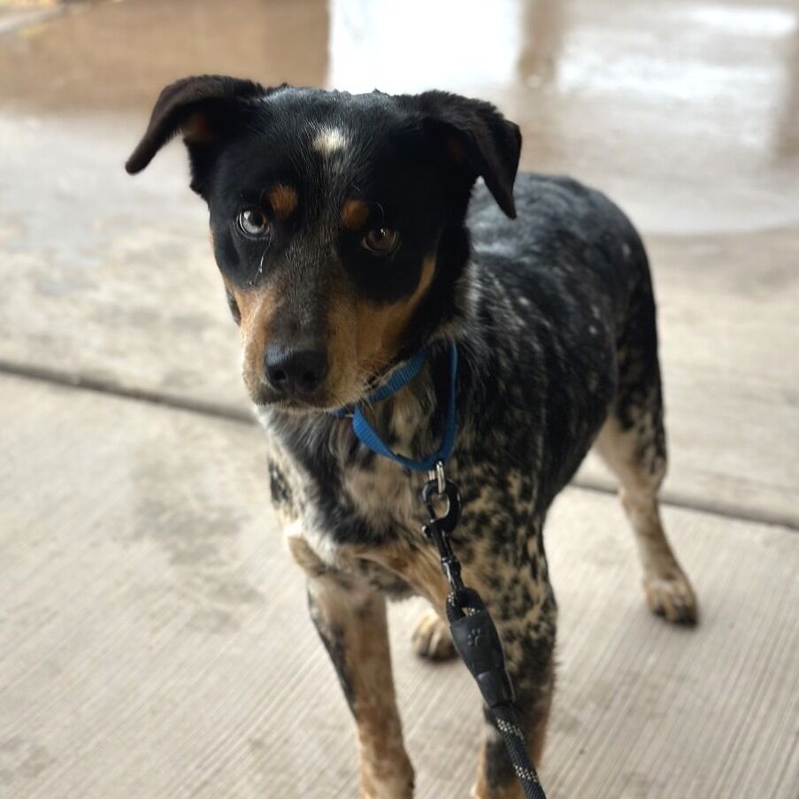 Hello my name is Lunchbox