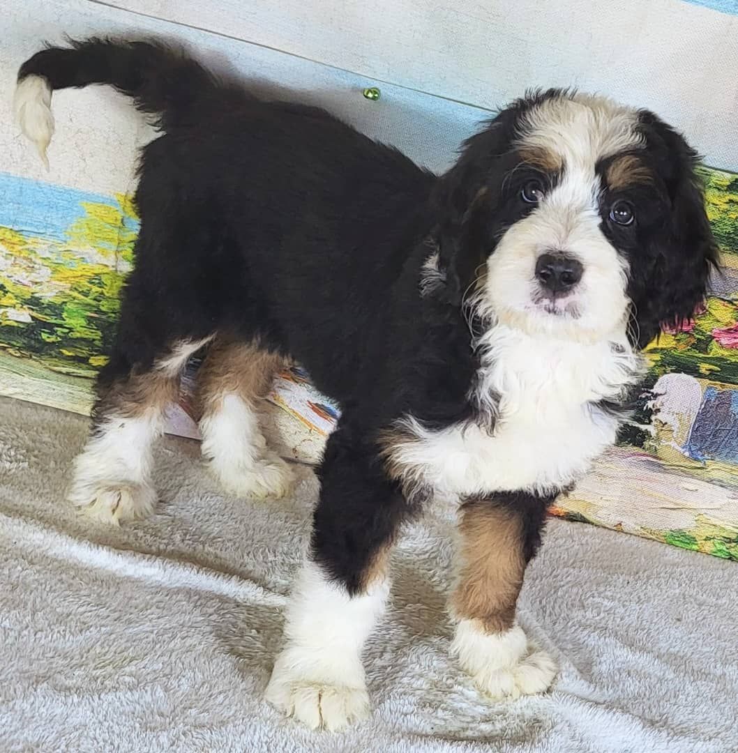 Standard Bernedoodle – Girl Sunny ($2500)