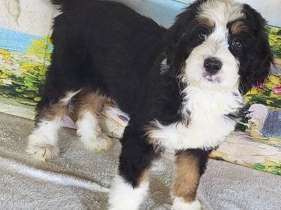Standard Bernedoodle – Girl Sunny ($2500)