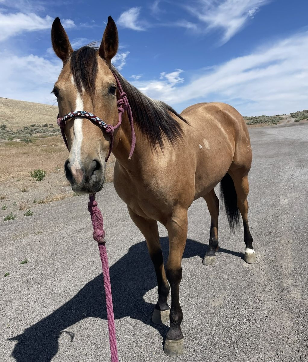 Rope Horse