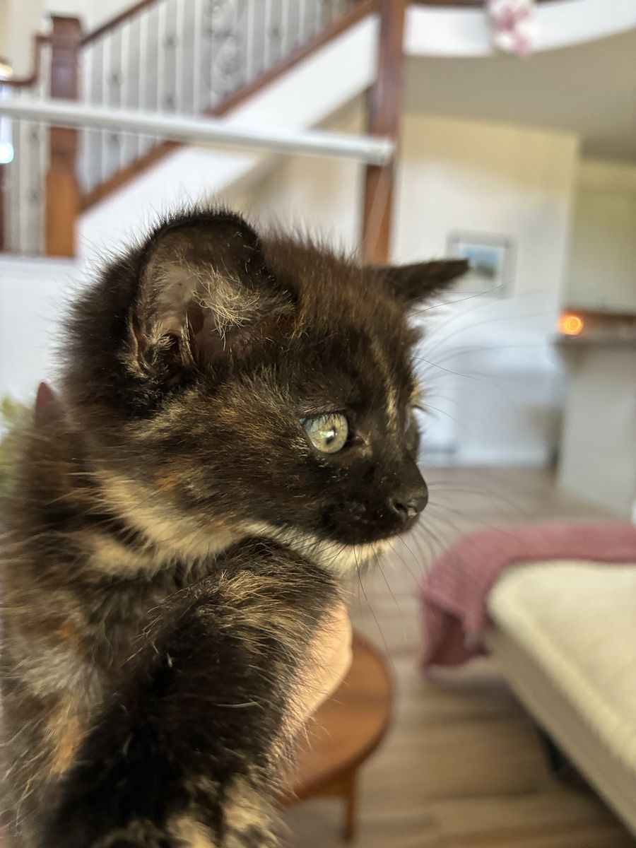 8 week old Kittens * with first vaccination *