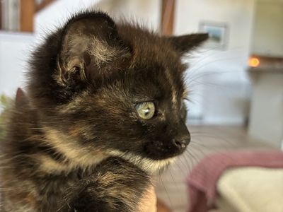 8 week old Kittens * with first vaccination *