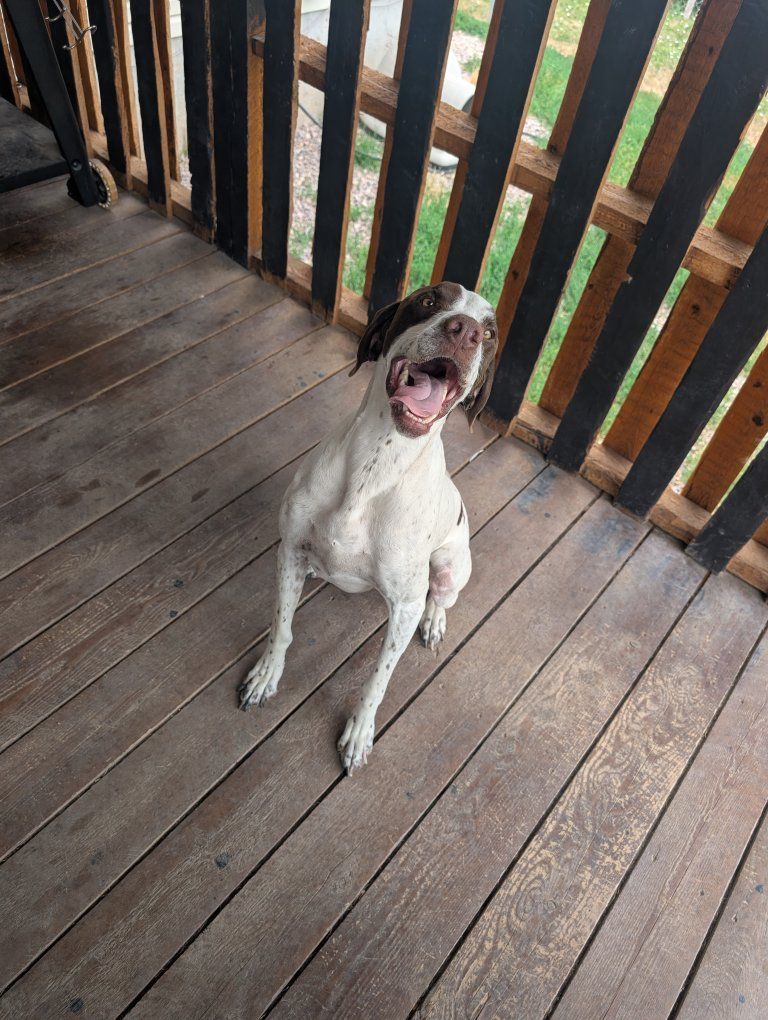 English pointer