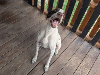 English pointer