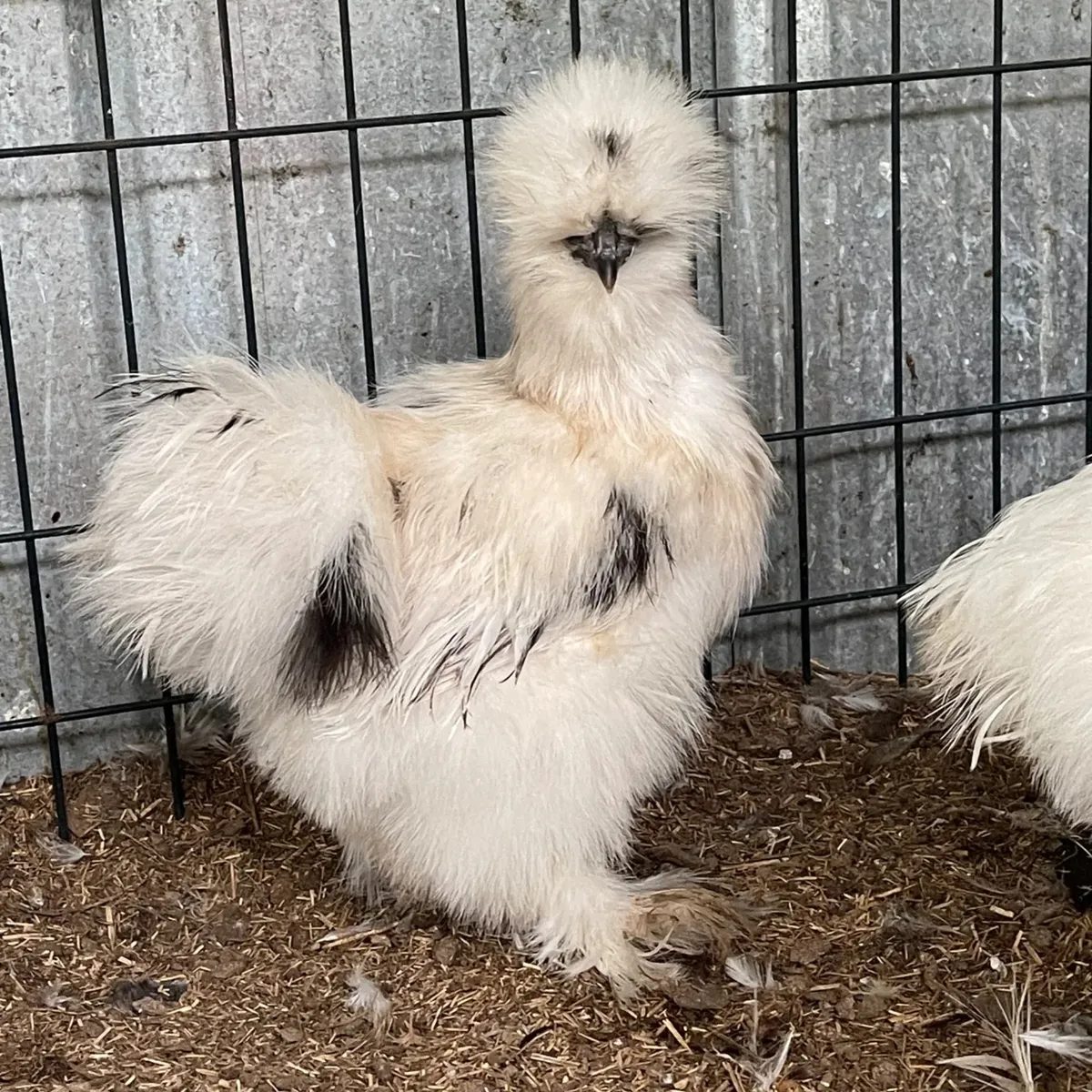 Silkie and Frizzle Chicks - Fluffy with multiple colors
